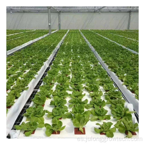 Hoja de policarbonato Greenhouses de lechuga agrícola
